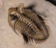 Erbenochile erbeni (Alberti, 1981)