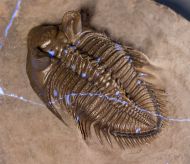 Erbenochile erbeni (Alberti, 1981)