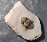 Erbenochile erbeni (Alberti, 1981)