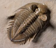 Erbenochile erbeni (Alberti, 1981)