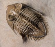 Erbenochile erbeni (Alberti, 1981)