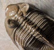 Erbenochile erbeni (Alberti, 1981)