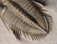 Erbenochile erbeni (Alberti, 1981)