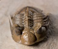 Erbenochile erbeni (Alberti, 1981)