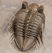 Erbenochile erbeni (Alberti, 1981)