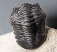 Morocconites malladoides STRUVE in BOUCOT et al., 1989