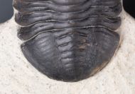 Morocconites malladoides STRUVE in BOUCOT et al., 1989