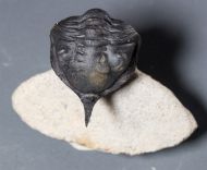 Morocconites malladoides STRUVE in BOUCOT et al., 1989