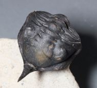 Morocconites malladoides STRUVE in BOUCOT et al., 1989