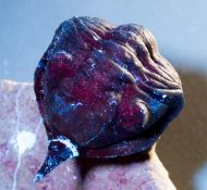 Morocconites malladoides STRUVE in BOUCOT et al., 1989