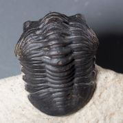 Morocconites malladoides STRUVE in BOUCOT et al., 1989