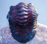 Morocconites malladoides STRUVE in BOUCOT et al., 1989