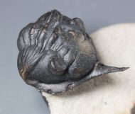 Morocconites malladoides STRUVE in BOUCOT et al., 1989