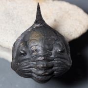 Morocconites malladoides STRUVE in BOUCOT et al., 1989