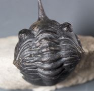 Morocconites malladoides STRUVE in BOUCOT et al., 1989