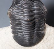 Morocconites malladoides STRUVE in BOUCOT et al., 1989