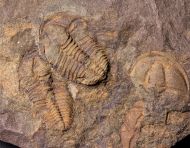 Conocoryphe cirina (Barrande, 1846)