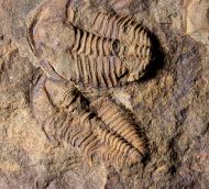 Conocoryphe cirina (Barrande, 1846)