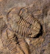 Conocoryphe cirina (Barrande, 1846)