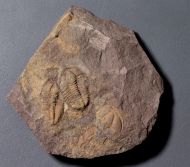 Conocoryphe cirina (Barrande, 1846)