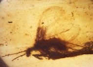 Netzfl�gler ?Berothidae non det.