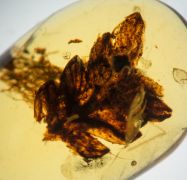 Farnblatt - Polypodiopsida non det.