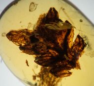 Farnblatt - Polypodiopsida non det.