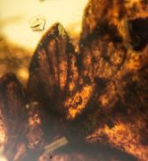 Farnblatt - Polypodiopsida non det.