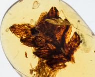 Farnblatt - Polypodiopsida non det.