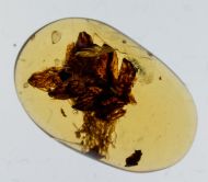 Farnblatt - Polypodiopsida non det.