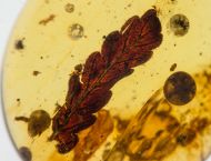 Cystodium sorbifolioides Regalado et al., 2017