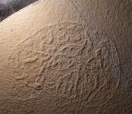 Rhizostomites admirandus HAECKEL, 1866