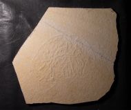 Rhizostomites admirandus HAECKEL, 1866