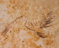 Elder ungulatus MUENSTER, 1839