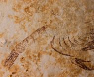 Elder ungulatus MUENSTER, 1839