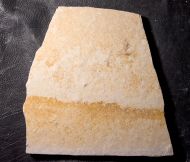 Elder ungulatus MUENSTER, 1839