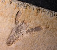 Eryma modestiformes SCHLOTHEIM  1822