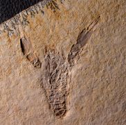 Eryma modestiformes SCHLOTHEIM  1822