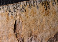 Eryma modestiformes SCHLOTHEIM  1822