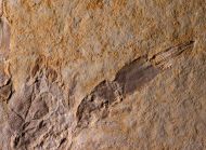 Eryma modestiformes SCHLOTHEIM  1822