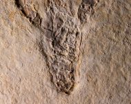 Eryma modestiformes SCHLOTHEIM  1822