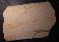 Eryma modestiformes SCHLOTHEIM  1822