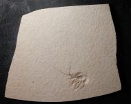 Palinurina tenera Oppel, 1862