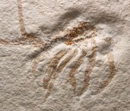 Palinurina tenera Oppel, 1862