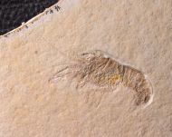 Pseudastacus pustulosus MUENSTER, 1839