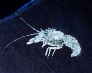 Pseudastacus pustulosus MUENSTER, 1839