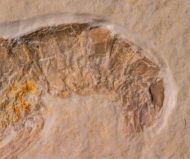 Pseudastacus pustulosus MUENSTER, 1839