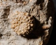 Acrocidaris nobilis (Agassiz, 1840)