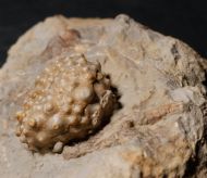 Acrocidaris nobilis (Agassiz, 1840)