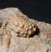 Acrocidaris nobilis (Agassiz, 1840)